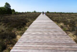 The bogland of Corela Trackway