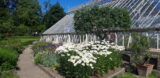 The greenhouse in the gardens of Farmleigh Estate. The greenhouse is surrounded by flowers