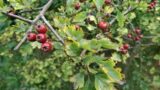 A hedgerow with berrries growing