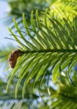 A close-up detail of a Wollemi pine, featuring a small cone. The leaves of the tree are flat, broad, light green needles.