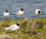 med gull birds