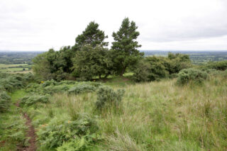 conifer trees among the wild grass