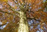 Beech Tree at National Botanic Gardens