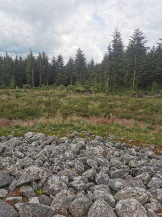 view of the forest of evergreen trees from Skeagh Cairn.