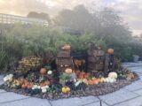 harvest display at NBG