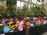 Pumpkin display at the National Botanic Gardens Glasnevin