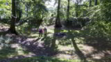 a family of four look around the forest landscape, with the sun glinting in through the gaps in the trees.