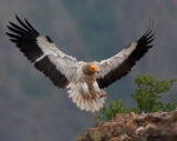 Vultue bird Flying