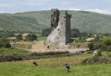 the ruins of the castle backdropped by the mountains, and cows in the field at the front.
