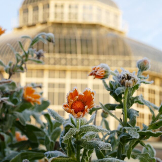 Pocket Gardens – Terrarium building workshop