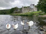 Parkes Castle Swans