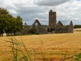 the ruins of a friary stand alone within a field of yellow corn