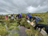 People working at a bog, a dog to the side