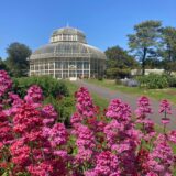 Pink flowers outside of the Palm house of the national botanical gardens.