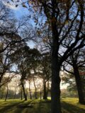 Sunshine shines through oak trees