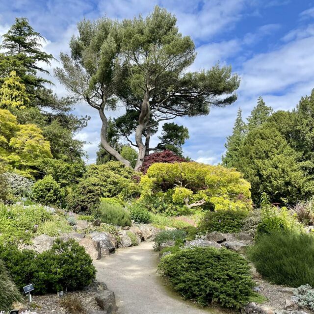 Howya Me Auld Flower