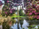 Rhododenron flowers surround the lake at the National botanical gardens Kilmaccuragh.