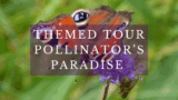 A red and purple butterfly sits on a blade of grass. text reads themed tour pollinators paradise.