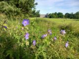 Purple flowers in a field.