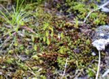 Image of mosses, liverworts, and lichens of Ireland being some of the greatest biodiversity treasures.