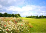 View of wildflowers in full bloom under a bright blue sky.