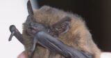 IClose up image of a bat