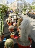 Display of an assortment of Cacti at Cactus and Succulent Show 2024 which was held in the National Botanic Gardens, including people viewing the items on dislay.