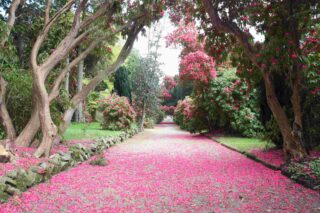 a wide pathway covered in pink petals is sheltered by arching trees on either side