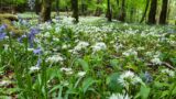 Scene in a wooded area with wild garlic and bluebells