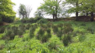 the ridge of the ringfort surrounded by trees
