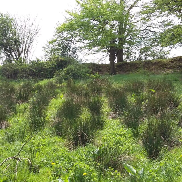 Larkfield Ringfort