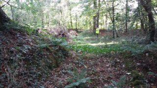 a forested area