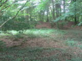 view of a wooded area with trees all around