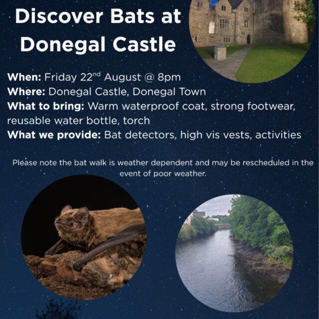 Discover Bats at Donegal Castle