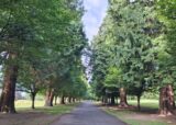 Tree Lined Avenue