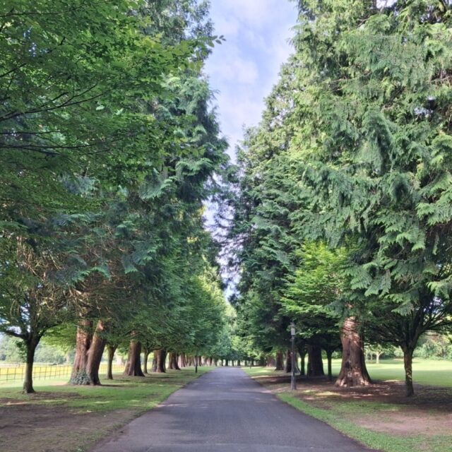 An introduction to Shinrun-yoku – Forest Bathing