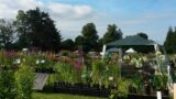 Plant Fair with sevaral Gazebos and plants in view
