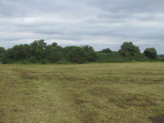 a ringfort covered in trees