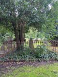 Tree with a garve headstone surrounded by metal railings