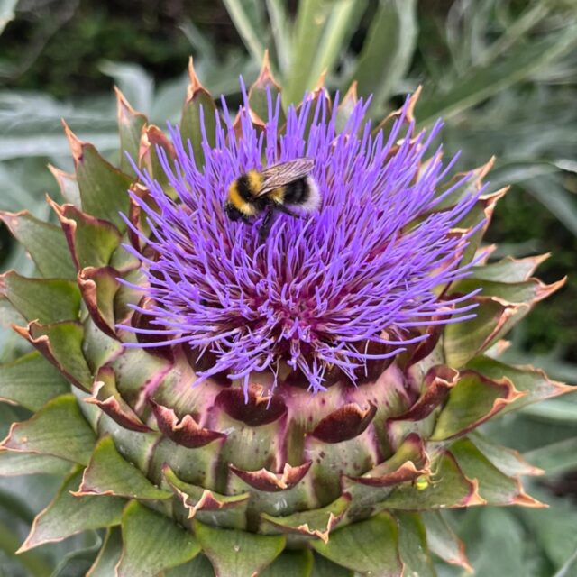 Garden Walk by David – OPW Gardener