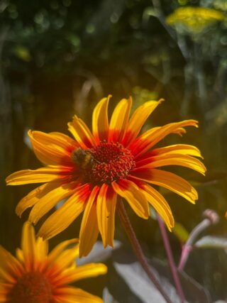 A flower