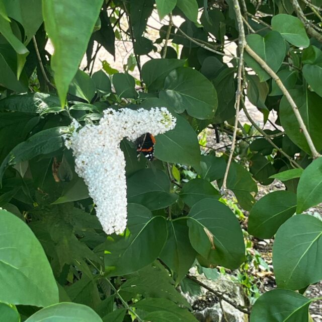 Identifying Butterflies in the Boyne Valley