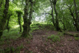 the tomb among the trees