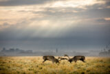 two deer battling under the sun fighting through the clouds