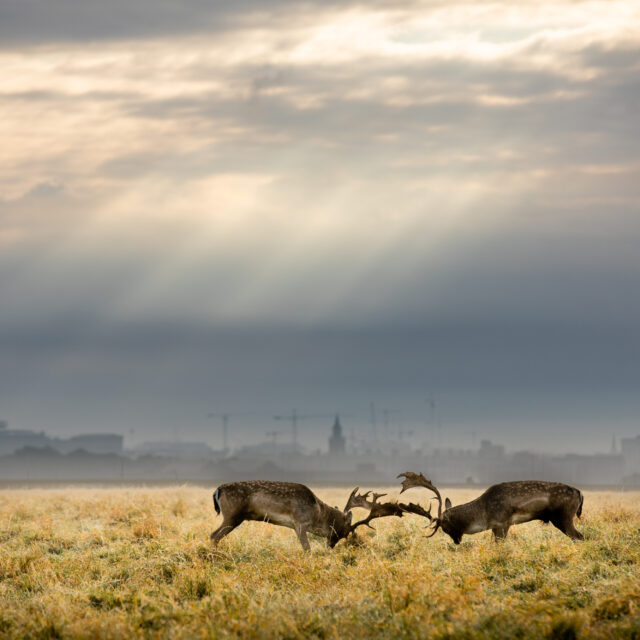 Biodiversity of the Phoenix Park