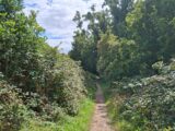 Hedgerow over a boreen