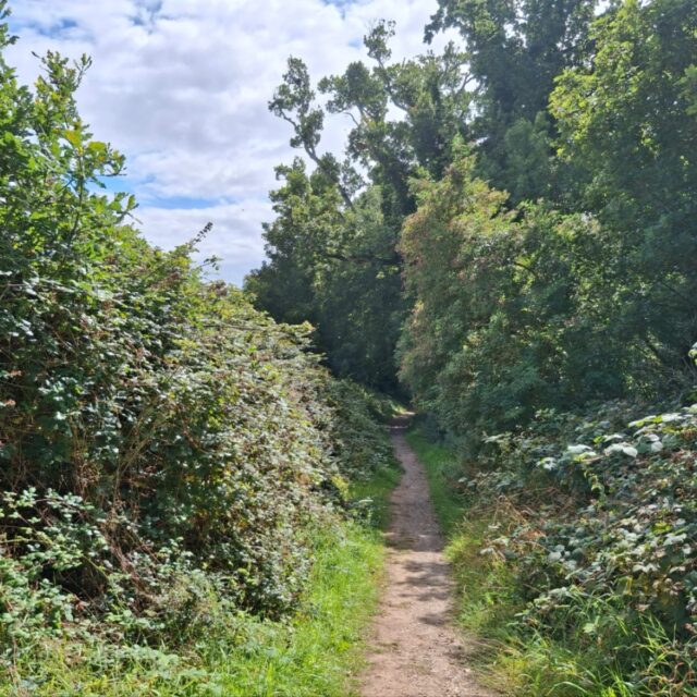 Hedgerows of Ireland