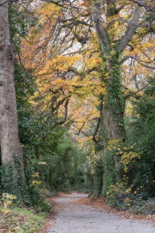 Tree lined avenue Tree lined avenue