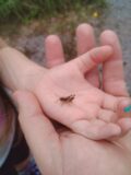 A bug sits on a child's hand that is being clutched by an adult