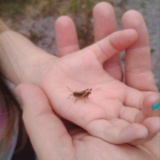 National Heritage Week  2025   Family Mini Beast & Bug Safari